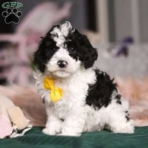 Carson, Miniature Poodle Puppy